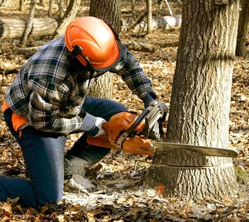 Tree Removal in Dry Branch, GA